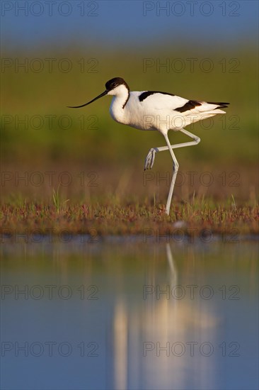 Black-capped avocet (Recurvirostra avosetta), Danube Delta Biosphere Reserve, Romania, Europe