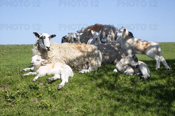 Sheep and lambs on chalk downland near Pewsey, Wiltshire, England, Uk