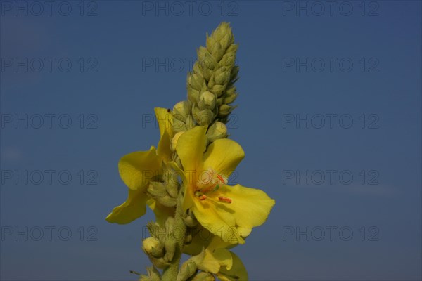 Dense-flowered mullein (Verbascum densiflorum), detail, flower, Illmitz, Seewinkel, Lake Neusiedl, Burgenland, Austria, Europe