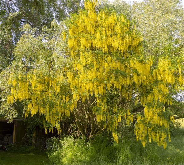 Laburnum tree, Golden Chain, Laburnum anagyroides, in flower with yellow blossom, Wiltshire, England, UK