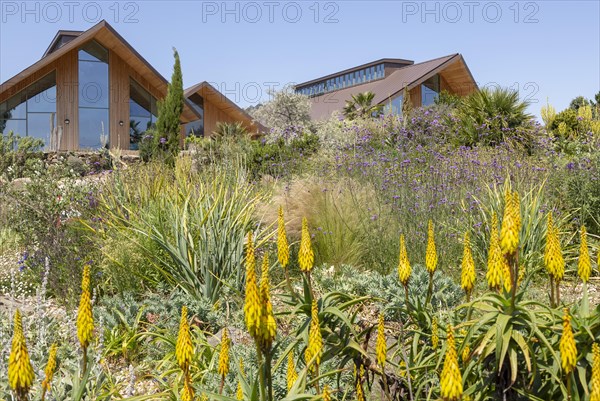 Royal Horticultural Society gardens at Hyde Hall, Essex, England, UK, the Dry garden Aloiampelos striatula â€“ Hardy Aloe