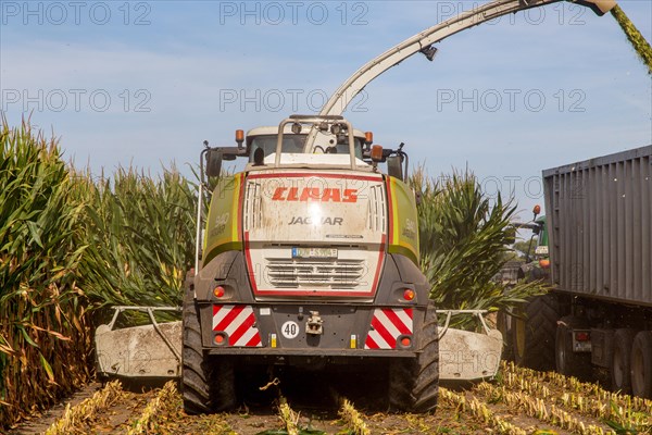 Rhineland-Palatinate, Germany: Maize harvesting (maize chopping) for the Alexanderhof biogas plant in Hochdorf-Assenheim