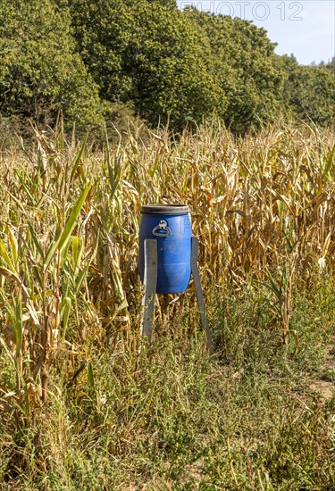 Blue bird feeder bin in sweet corn patch of field for feeding game birds such as pheasants, Freston, Suffolk, England, UK