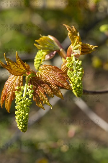 Macro close up Sycamore tree flowers and leaves in springtime, Acer pseudoplatanus, UK