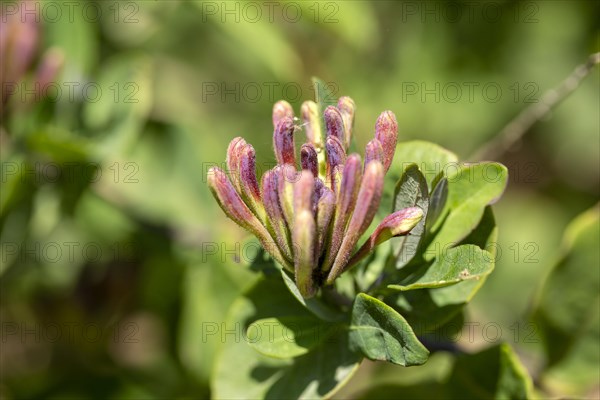 Close up macro image of honeysuckle blossom flower about to open