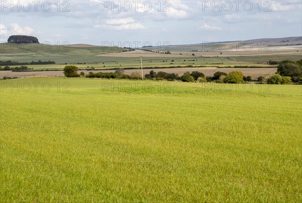 Remains of King's Play Hill neolithic Long Barrow in field near Heddington, England, UK chalk landscape North Wessex Downs AONB