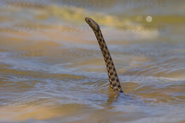 Dice snake (Natrix tessellata), Danube Delta Biosphere Reserve, Romania, Europe