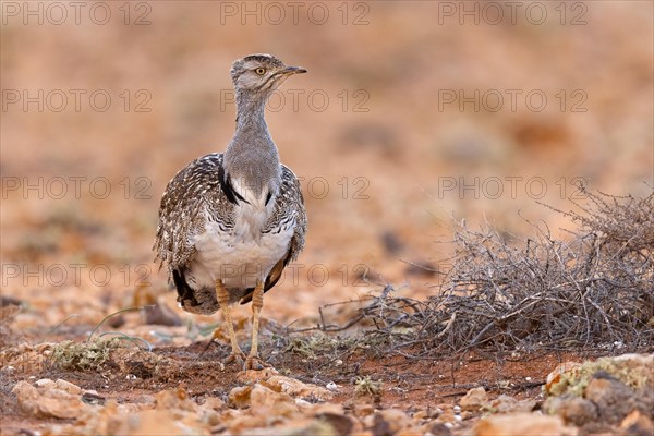 Saharan Houbara Bustard (Chlamydotis undulata fuertaventurae), Fuerteventura, Spain, Europe