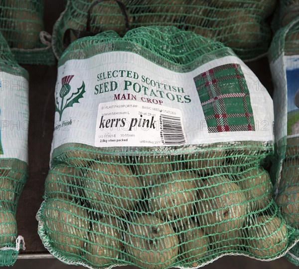 Bags of Scottish second main crop Kerrs Pink seed potatoes on sale Ladybird Nurseries garden centre, Gromford, Suffolk, England, UK