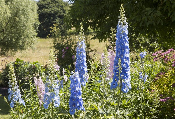 Blue and pink delphiniums flowers in country garden, Cherhill, Wiltshire, England, UK