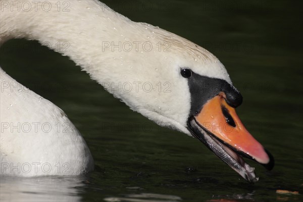 Mute Swan (Cygnus olor), neck, feeding, beak, open, swimming, water, detail, foraging, Moenchbruch, Main, Frankfurt, Hesse, Germany, Europe