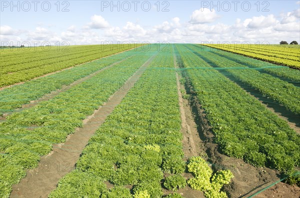 Rows of lettuce crop growing in field, near Butley, Suffolk, England, UK