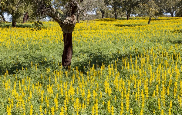 Yellow flowers of lupin plants, Lupine Albus in a field with cork oak trees, Quercus suber, near Viana do Alentejo, Portugal, Southern Europe, Europe