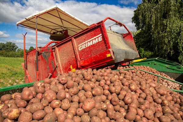 Agriculture harvest of industrial potatoes in the Palatinate. In contrast to table potatoes, these potatoes are processed into crisps, French fries, etc. (Schifferstadt, Germany, 08/07/2022), Europe