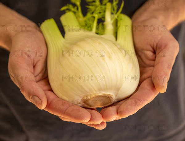 Close up of cupped person's hands holding fennel plant bulb