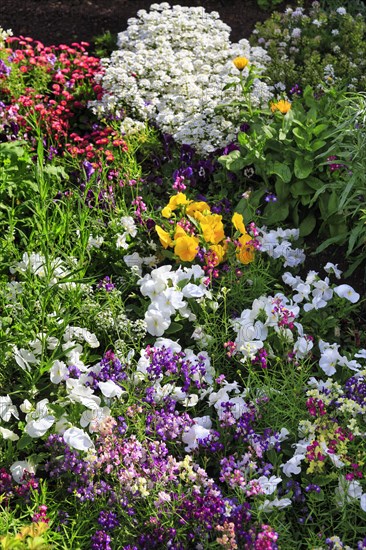 Splendour of flowers in spring, gardens, Generalife Gardens, Alhambra, Granada, Spain, Europe