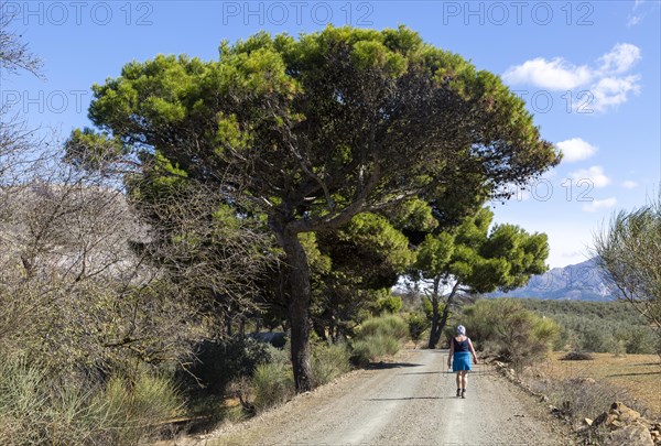 Woman walking on GR-249, Gran Senda de Malaga, near Guaro, Periana, Axarquia, Andalusia, Spain, Europe