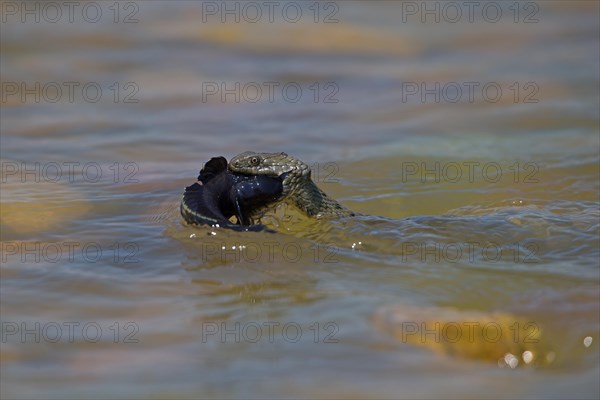 Dice snake (Natrix tessellata) on its way to the shore with preyed round goby (Neogobius melanostomus), Danube Delta Biosphere Reserve, Romania, Europe