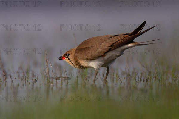 Collared pratincole (Glareola pratincola), Danube Delta Biosphere Reserve, Romania, Europe