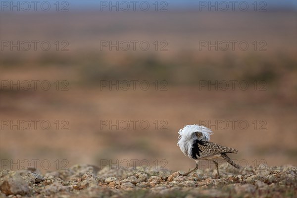 Saharan Houbara Bustard (Chlamydotis undulata fuertaventurae), mating male, Fuerteventura, Spain, Europe