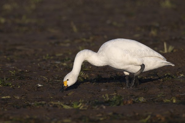 Tundra Swan, Texel, Netherlands