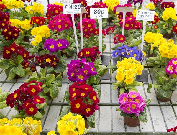 Display of bright polyanthus plants Ladybird Nurseries garden centre, Gromford, Suffolk, England, UK, Polyanthus Supernova