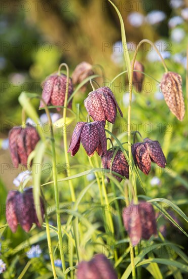 Snake's head fritillary, Fritillaria meleagris, close up of flowers, UK