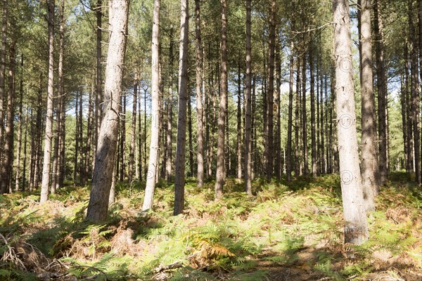 Rows of coniferous pine trees in forestry plantation, Rendlesham Forest, Suffolk, England, UK