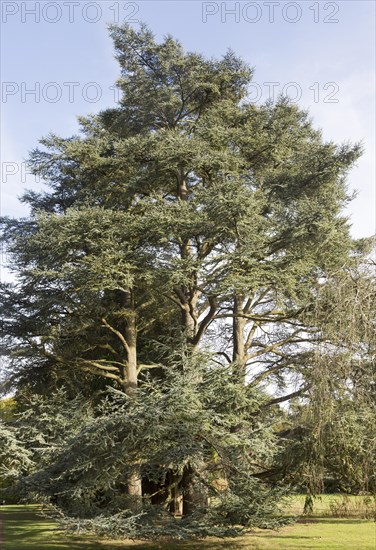 Blue Atlas cedar tree, cedrus atlantica, National arboretum, Westonbirt arboretum, Gloucestershire, England, UK