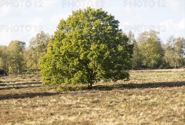 Single oak tree, quercus robur, standing in Suffolk Sandlings heathland, Sutton, Suffolk, England, UK