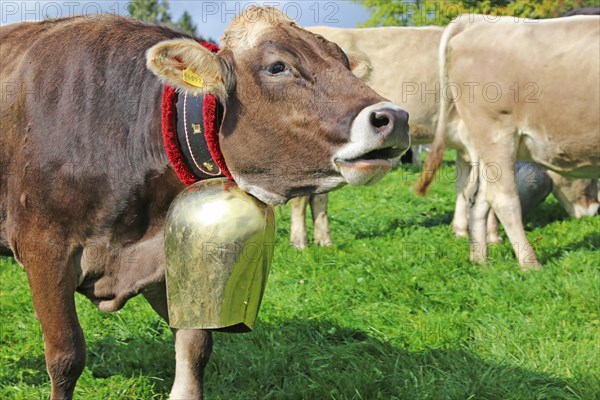 Traditional cattle drive or cattle seperation . As here in the Allgaeu, the cattle are driven down into the valley after about a hundred days in the Alps (or mountain pastures) (Memhoelz district of Hupprechts, Allgaeu)