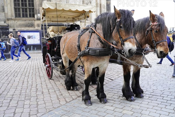 Carriage ride in Dresden, These are working horses, says the coachman, Dresden, Saxony, Germany, Europe
