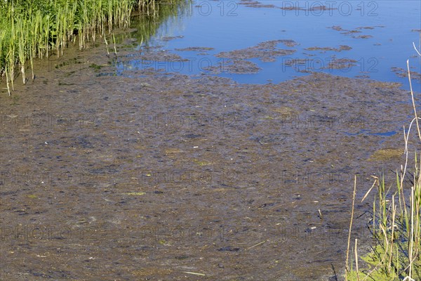 Surface pond weed decaying caused by eutrophication of water in drainage ditch, Hollesley, Suffolk, England, UK