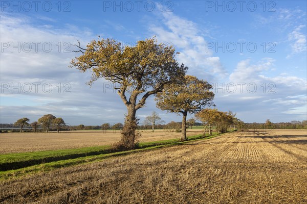 Oak trees, Quercus Robur, autumn leaf blue sky Suffolk Sandlings AONB, England, UK