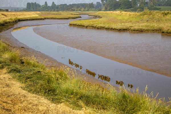 Landscape low tide mudflats and saltings in creek draining marshes, Hollesley, Suffolk, England, UK