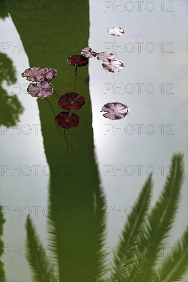 Water lily leaves on a pond, shadow cast by a palm tree, symbolising silence, contemplation, serenity, Alhambra Gardens, Granada, Spain, Europe