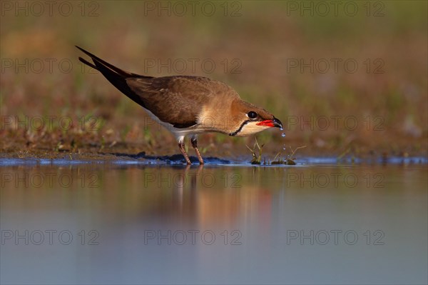 Collared pratincole (Glareola pratincola) drinking water, Danube Delta Biosphere Reserve, Romania, Europe