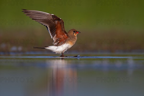 Collared pratincole (Glareola pratincola) in front of departure, Danube Delta Biosphere Reserve, Romania, Europe