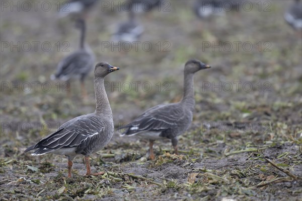 Bean goose (Anser fabalis), Texel, Netherlands