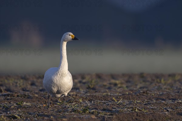 Tundra Swan, Texel, Netherlands