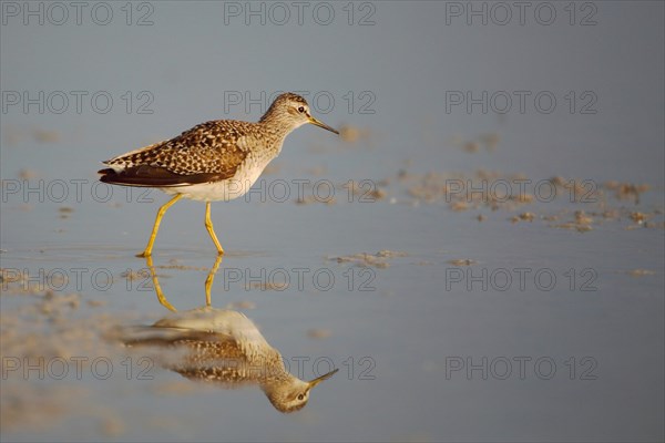 Wood Sandpiper (Tringa glareola) in the water on the shore, Breitenbrunn, Lake Neusiedl, Burgenland, Austria, Europe