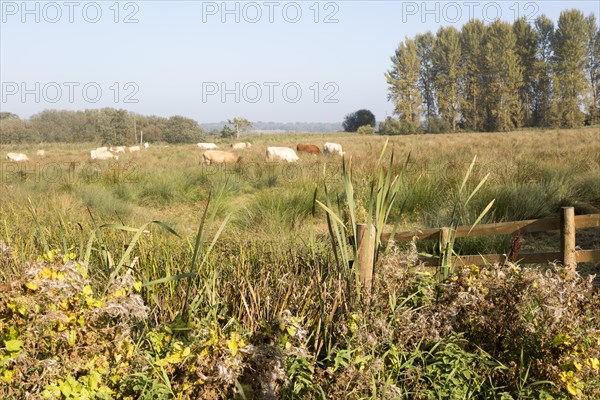 Cattle grazing in wetland water meadow at Eastbridge, Suffolk, England, UK