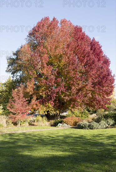 Liquidambar styraciflua, American sweetgum or redgum, in autumn leaf foliage, Woodbridge, Suffolk, England, UK