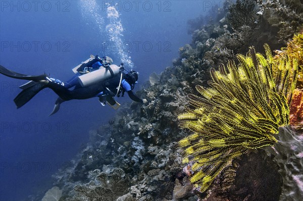 Noble bush starfish Comanthina nobilis), and two divers, Wakatobi Dive Resort, Sulawesi, Indonesia, Asia