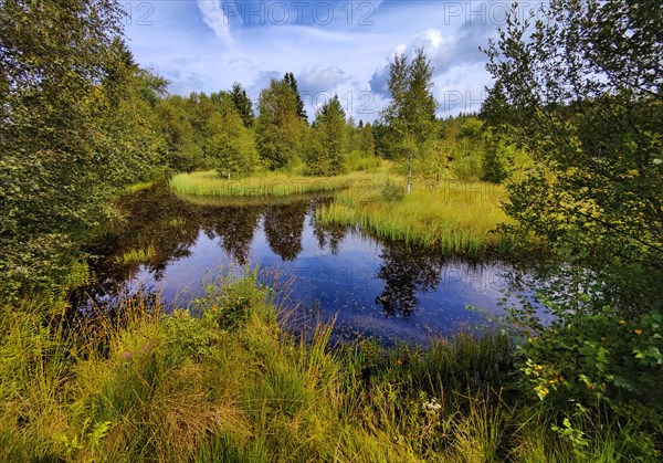 Sight Palsen, The two lives of the peat mosaic dragonfly, High Fens, raised bog, Monschau, North Rhine-Westphalia, Germany, Europe