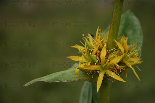 Stem with flowers of great yellow gentian (Gentiana lutea), detail, Hahnenkopf, Fontanella, Faschina, Vorarlberg, Alps, Austria, Europe