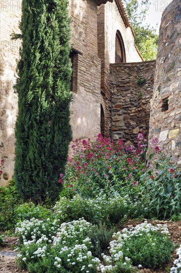 Red valerian (Centranthus ruber) in historic gardens, Generalife Gardens, Alhambra, Granada, Spain, Europe