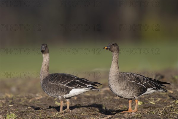 Bean goose (Anser fabalis), Texel, Netherlands