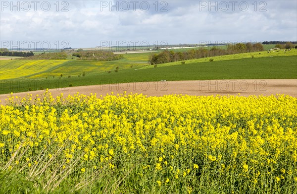 Yellow flowering oil seed rape crop growing on Salisbury Plain, near Orcheston, Wiltshire, England, UK
