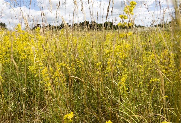 Lady's bedstraw, Galium verum, yellow flowers in summer growing at Sutton, Suffolk, England, UK